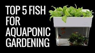 TOP AQUAPONICS FISH | 5 Best Fish For Your Aquaponics Tank