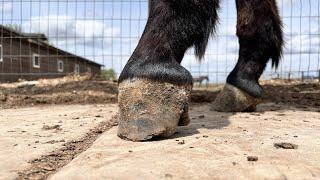 CLUB FOOT Horseshoe