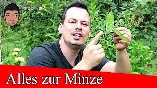 Alles über Minze- Standort, Pflege, Ernte