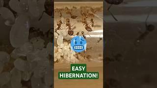 Easy HIBERNATION Explanation! ️