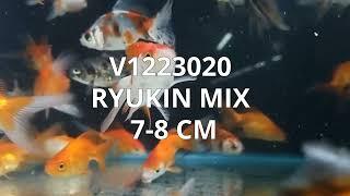 V1223020 | Ryukin Mix 7-8 cm