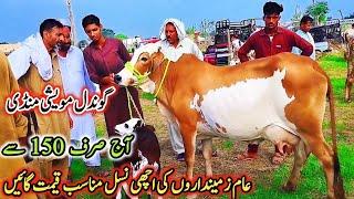 02-08-2024 MilkingCows Fresh Rate on Gondal!Gondal Mandi latest update! #cows#dairy#farming#farm