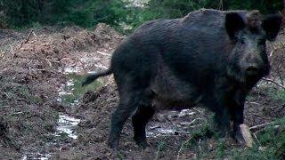 The Shooting Show 100th show special -- Coburg wild boar and a big bag of pigeons