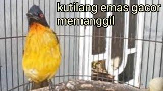 kutilang emas gacor memanggil