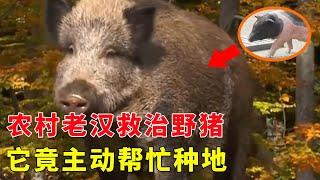 农村老汉意外救治野猪，它竟主动帮忙耕地除草，还救了大爷的命