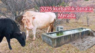 KURBANLIK DANALAR MERADA** BU İŞ BACASIZ FABRİKA GİBİ