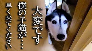 深夜にハスキー犬がくんくん騒いでるのでついて行くと子猫が...