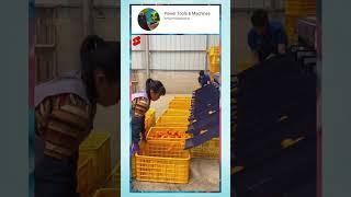 Orange Processing And Packing Factory Tour | Orange Processing Factory |