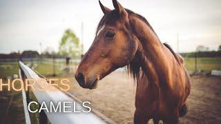 Hooves and Humps: Exploring the World of Horses and Camels