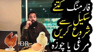 The Best Scale To Start Chicken Farming | Azad Chaiwala