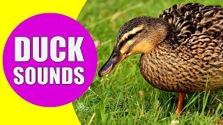 DUCK SOUNDS FOR KIDS - Quacking Sounds of Ducks, Duck Sound Effects and Calls