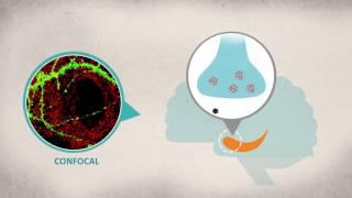 Two Faces of IGF-1 Receptor in Hippocampal Synaptic Transmission