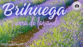 Brihuega 4K - Tierra de lavanda