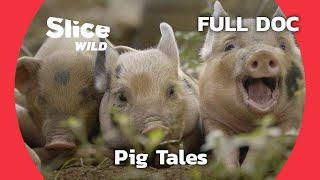 Pig Diaries: Domestication, Wild Instincts, and Human Bonds | SLICE WILD | FULL DOC