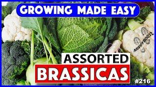 216  Brassicas from Seed  Growing Made Easy  A Step by Step Guide