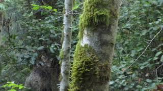 Bigfoot Sasquatch sighting near Port Renfrew on Vancouver Island . Close Encounter!