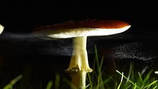 Spore release from an Amanita muscaria mushroom