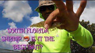 !!!FISHING FOR FUN!!! Back to shore Homestead BAYFRONT PARK Biscayne BAY!!! SUNNY MIAMI FLORIDA