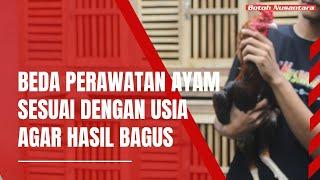 perbedaan perawatan ayam di masa pertumbuhan dan ayam dalam masa rawatan