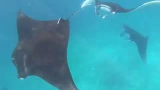 Manta Ray Mania