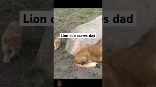 #lion Cub sneaks up on dad #lioncubs #animals #safari #wildlife #zoo #calmdown #nature #shorts #fyp