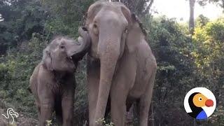 Animal Moms Reunited With Their Babies | The Dodo