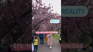 Visit Greenwich Park at Morning for Blossom  #expectations #vs #reality #greenwichpark #blossom