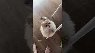 cats cute compilations | source : Pinterest #4u #viral #cats #kucinglucu #youtubeshorts #fyp #like