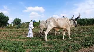 Indian Village Farm Free Stock Video | Indin Farm traditional farming through Ox By Kaushik Thakor