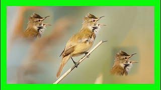 Great Reed Wrarbler Bird Song, Call,Voice - Carricero Tordal Canto - Acrocephalus Arundinaceus