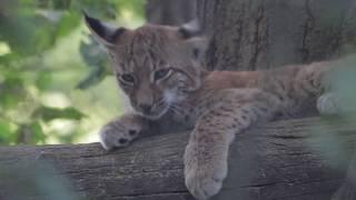 Junger Luchs im Tierpark Haag (2017)