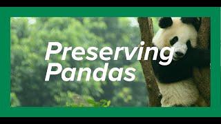 Preserving Pandas | Kyle Obermann