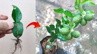 Good skills! Growing a graft kaffir lime tree from kaffir lime leaves