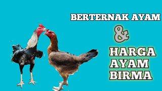 Harga ayam Birma betina||fantastis dan peluang jadi perternak terbuka lebar