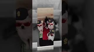 Питомник породы собак чихуахуа и Русский той Беларусь.Питомник Сожский. Чихуахуа щенок 11