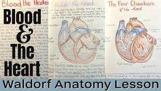 Blood and the Heart Valves | Waldorf Main Lesson Anatomy