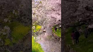 Drifting through a sea of cherry blossoms with  1min traveller in Japan #shorts