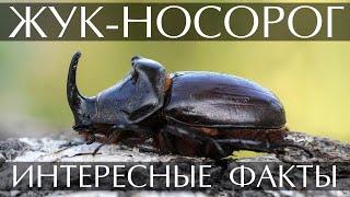 Жук носорог - интересные факты