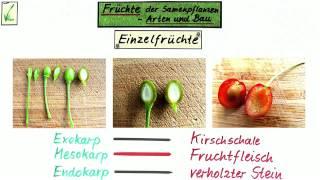 Arten und Aufbau von Früchten | Biologie | Biologie der Pflanzen und Pilze (Mittelstufe)