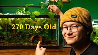 My Endler Eco-System (270 Days Later) | Water Lettuce Madness!