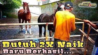 Kuda Pejantan THB (Novar Stable) Dengan Kuda Betina Muda KP (Harsana Jaya Stable)