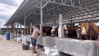 Kandang sapi baru  RUBAH LETONG JADI PAKAN BERGUNA ‼️