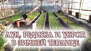 Лук на перо, редис, укроп выращиваю в зимней теплице