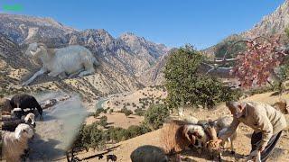 Nomadic Lifestyle of iran:An experienced nomadic shepherd in the mountains of Iran