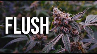 Flush it Chop it - Repeat