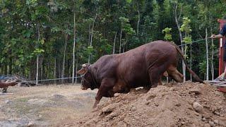 ALHAMDULILLAH BISA QURBAN LAGI TAHUN INI | SAPI JUMBO MILIK CAMCON SUDAH DATANG PEMIRSA 