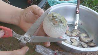 What is in This Stomach puffer fish  eating puffer fish