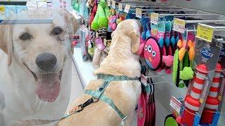 소녀가 갖고싶은거 다~사줬어요  강아지 쇼핑 ｜ DOG HAUL I Got EVERYTHING that My Dog Chose  Shopping with Puppies