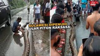 HEBOH!! Ular Piton Terbesar Kembali Tertangkap Warga di Dalam Hutan | Bikin Merinding...