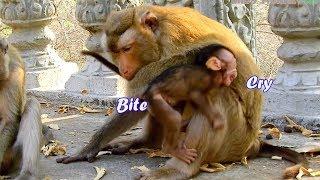 What baby monkey Jammy done wrong-Why mama Jaonna biite baby Jammy no reason like this-Look pity him